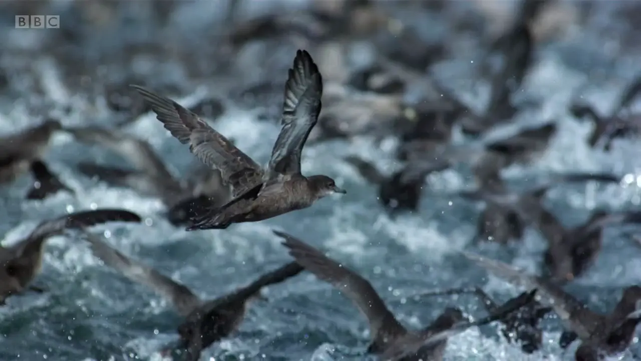 Short-tailed shearwater (Puffinus tenuirostris) as shown in Frozen Planet - To the Ends of the Earth